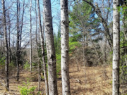 Nearly 2 Acres with Fishtrap Lake Access Near Winter, WI