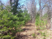 Nearly 2 Acres with Fishtrap Lake Access Near Winter, WI