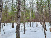 Nearly 8 Acres Adjoining Chequamegon National Forest in Winter, WI