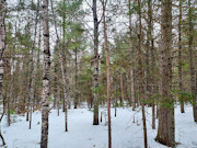 Nearly 8 Acres Adjoining Chequamegon National Forest in Winter, WI