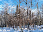 11-Acre Wooded Property Near Winter, WI