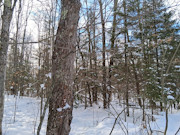 11-Acre Wooded Property Near Winter, WI
