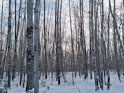 11-Acre Wooded Property Near Winter, WI