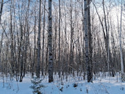 11-Acre Wooded Property Near Winter, WI