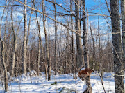 11-Acre Wooded Property Near Winter, WI