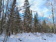 3-Acre Wooded Property Near Winter, WI