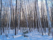 3-Acre Wooded Property Near Winter, WI