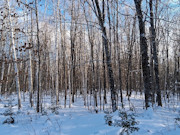 3-Acre Wooded Property Near Winter, WI