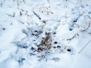 Nearly 25 Wooded Acres Near Gays Mills, WI - Wildlife, Views & Driftless Recreation