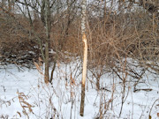 6.83 Acres Wooded Land for Sale Near Gays Mills, WI with Panoramic Views