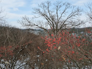 6.2 Acre Wooded Land For Sale Near Gays Mills, WI