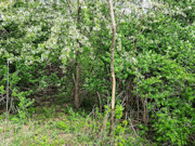 6.2 Acre Wooded Land For Sale Near Gays Mills, WI