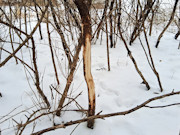 7-Acre Ideal Hobby Farm or Getaway Near Gays Mills, WI