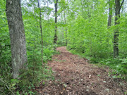 Affordable 3-Acre Buildable Wooded Property Near Silver Cliff, WI Affordable 3-Acre Buildable Wooded Property Near Silver Cliff, WI