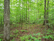 Affordable 3-Acre Buildable Wooded Property Near Silver Cliff, WI Affordable 3-Acre Buildable Wooded Property Near Silver Cliff, WI