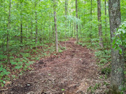 Affordable 3-Acre Buildable Wooded Property Near Silver Cliff, WI Affordable 3-Acre Buildable Wooded Property Near Silver Cliff, WI