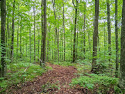 Affordable 3-Acre Buildable Wooded Property Near Silver Cliff, WI Affordable 3-Acre Buildable Wooded Property Near Silver Cliff, WI