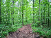 Buildable 3-Acre Wooded Property for Sale in Marinette County, WI