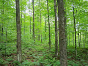 Buildable 3-Acre Wooded Property for Sale in Marinette County, WI