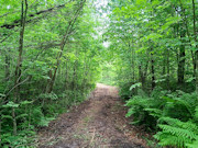 Buildable 3-Acre Wooded Property for Sale in Marinette County, WI Buildable 3-Acre Wooded Property for Sale in Marinette County, WI