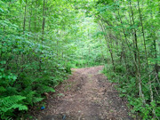 Buildable 3-Acre Wooded Property for Sale in Marinette County, WI Buildable 3-Acre Wooded Property for Sale in Marinette County, WI