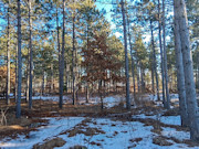 5.2 Acres Near Lake Petenwell - Buildable with Well and Driveway