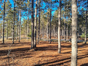 5.2 Acres Near Lake Petenwell - Buildable with Well and Driveway