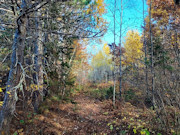 30 Acres with Trout Stream and State Land Access Near Tomahawk, WI