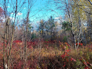 30 Acres with Trout Stream and State Land Access Near Tomahawk, WI