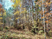 30 Acres with Trout Stream and State Land Access Near Tomahawk, WI