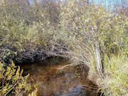 30 Acres with Trout Stream and State Land Access Near Tomahawk, WI