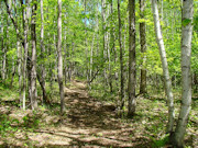 6+ Acres Land for Sale Near Tomahawk, WI