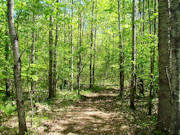 6+ Acres Land for Sale Near Tomahawk, WI