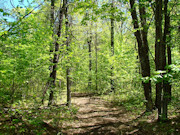 6+ Acres Land for Sale Near Tomahawk, WI