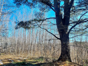 33 Acres of Prime Recreational Land for Sale in Oneida County, WI