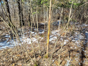 33 Acres of Prime Recreational Land for Sale in Oneida County, WI