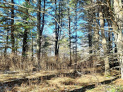 2 Acres of North-Central WI Land for Sale Near Tomahawk