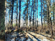 2 Acres of North-Central WI Land for Sale Near Tomahawk