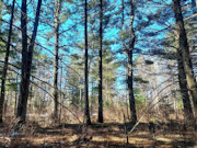 2 Acres of North-Central WI Land for Sale Near Tomahawk
