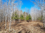 2 Acres of Oneida County Wooded Land for Sale Near Burrows Lake