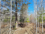 2 Acres of Oneida County Wooded Land for Sale Near Burrows Lake