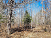 2 Acres of Oneida County Wooded Land for Sale Near Burrows Lake