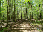 3.5 Acres For Sale Near Lake Nokomis in Oneida County, WI