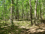 3.5 Acres For Sale Near Lake Nokomis in Oneida County, WI