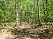 3.5 Acres For Sale Near Lake Nokomis in Oneida County, WI