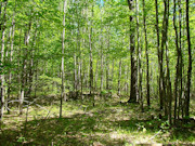 3.5 Acres For Sale Near Lake Nokomis in Oneida County, WI