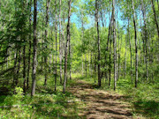 5.3 Acres of Tomahawk, WI Land for Sale Near State Forest
