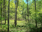 5.3 Acres of Tomahawk, WI Land for Sale Near State Forest