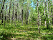 5.3 Acres of Tomahawk, WI Land for Sale Near State Forest
