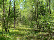 5.3 Acres of Tomahawk, WI Land for Sale Near State Forest